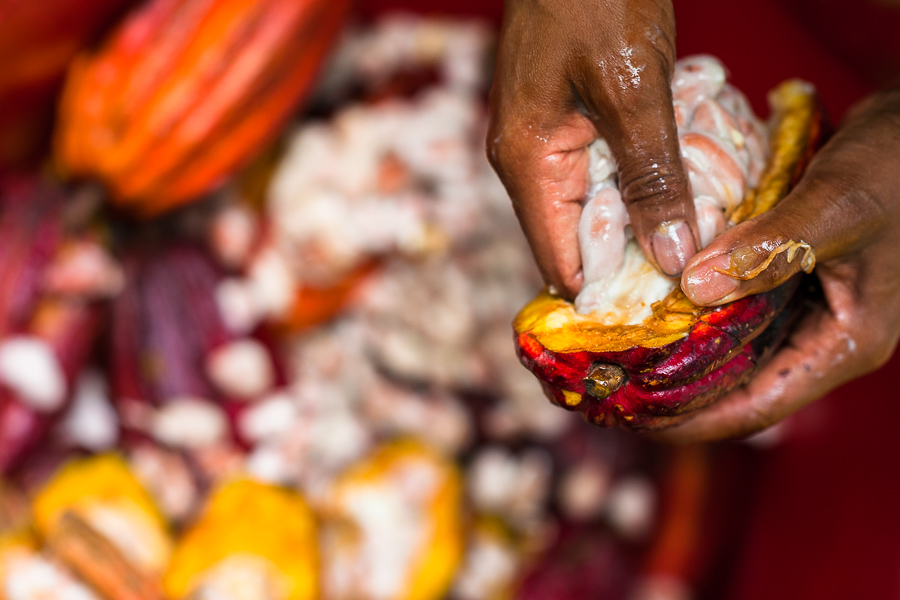 An Afro-Colombian farmer separates pulpy cacao seeds from a cacao pod during a harvest on a traditional cacao farm in Cuernavaca, Cauca, Colombia.