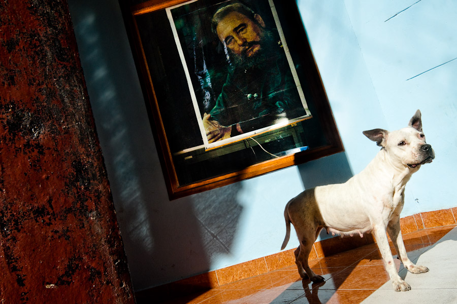 A white pit bull terrier stands in front of a portrait of the Revolutionary leader Fidel Castro, hung on the wall in Havana, Cuba.