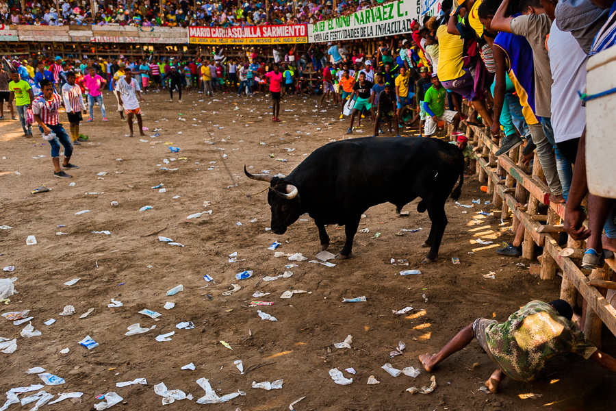 Colombian amateur bullfighters taunt a bull in the arena of Corralejas, a rural bullfighting festival in Colombia.