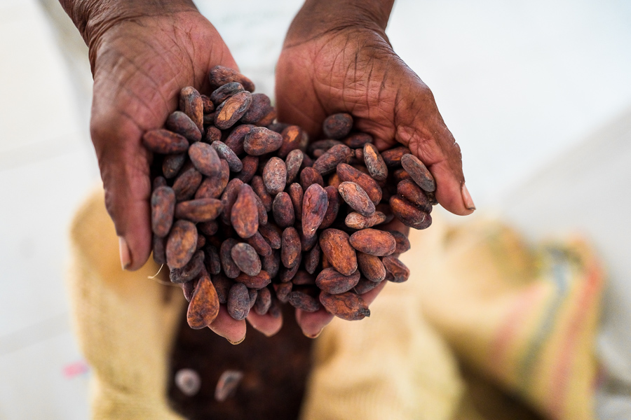 Dried cacao beans are seen poured into a jute bag in artisanal chocolate manufacture in Cuernavaca, Cauca, Colombia.