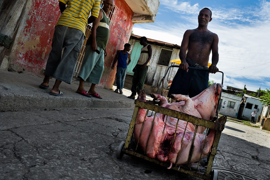 A Cuban man pushing a cart loaded with the body of a dead pig during the hog killing time in Santiago de Cuba.
