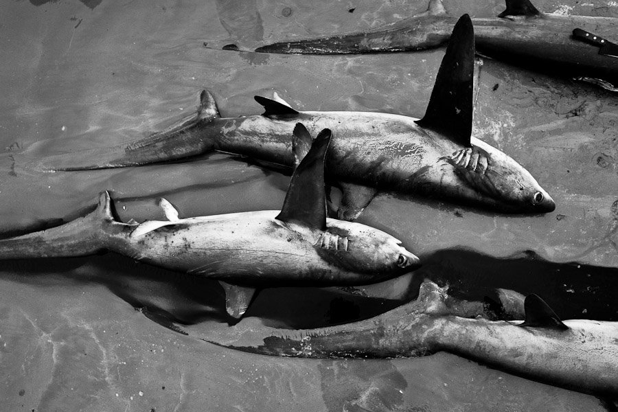 Sea Turtle Bycatch Fisheries