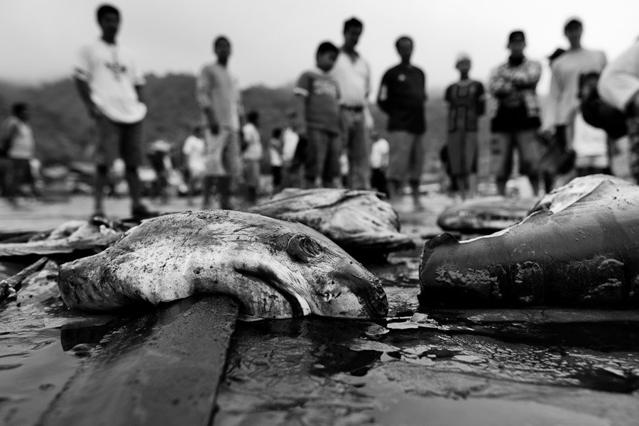 overfishing solution essay