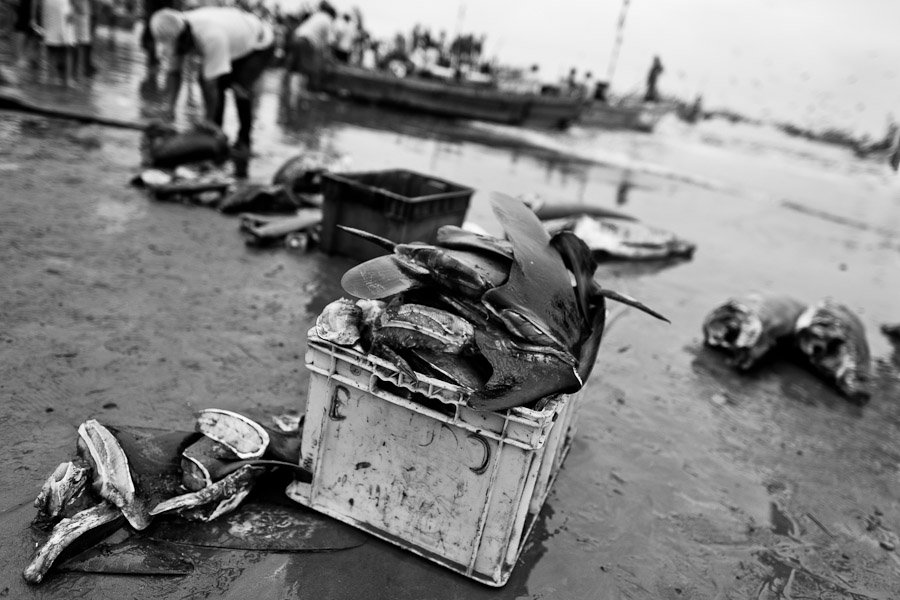 Overfishing Solutions