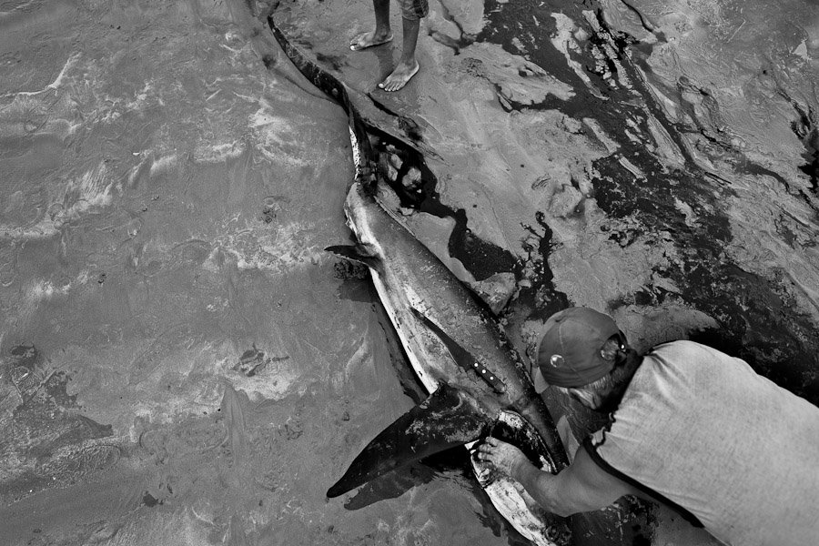Divers Net Fishing Philippines