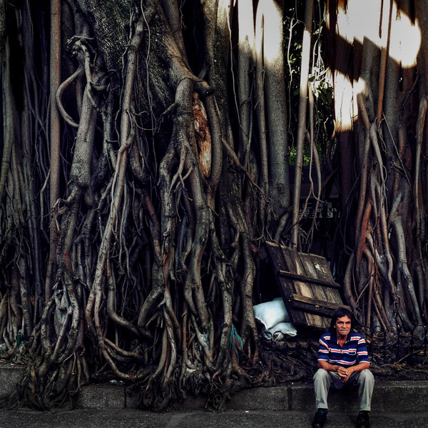 A Colombian man sits under the aerial roots of a large ficus tree in Parque Bolívar, Medellín, Colombia.