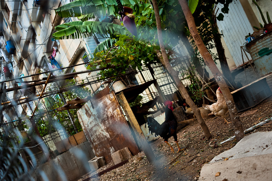 Chickens and cocks are seen farmed in front of the huge apartment block in Alamar, a public housing periphery of Havana, Cuba.