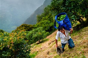 Avocado production in Colombia (Antioquia, Colombia)