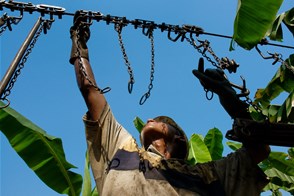 Banana plantation