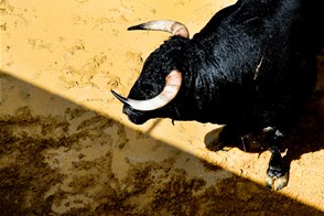 The Corrida Bull