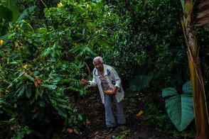 On a cacao farm