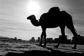Camel on the beach (Tanger, Morocco)