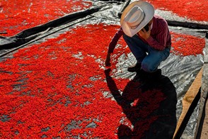 Chiltepín peppers drying