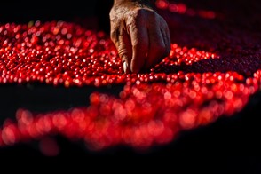 Chiltepín peppers (Baviácora, Sonora, Mexico)