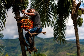 Chontaduro harvest