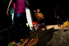 Cargo of chontaduro (Cali, Valle del Cauca, Colombia)