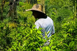 Coca plantation (Cauca Dept., Colombia)