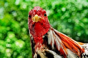 Cockfighters (Villavicencio and Cucuta, Colombia)