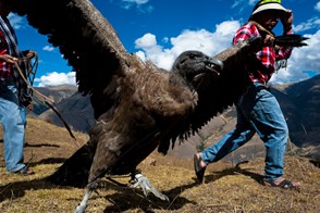 Yawar fiesta (Apurímac, Peru)