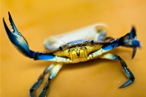 Crab attack (Veracruz, Mexico)