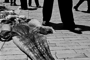 Crocodile trophy (Bogota, Colombia)