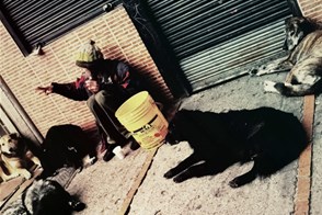 Homeless man and his 9 dogs (Bogota, Colombia)