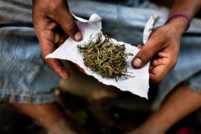 Marijuana (Tecun Uman, Guatemala)