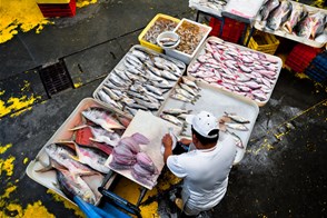 Seafood and fish market (Panama City, Panama)