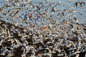 Seagulls in the port of Málaga