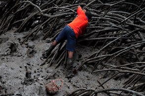 Shellfish pickers in mangrove swamps