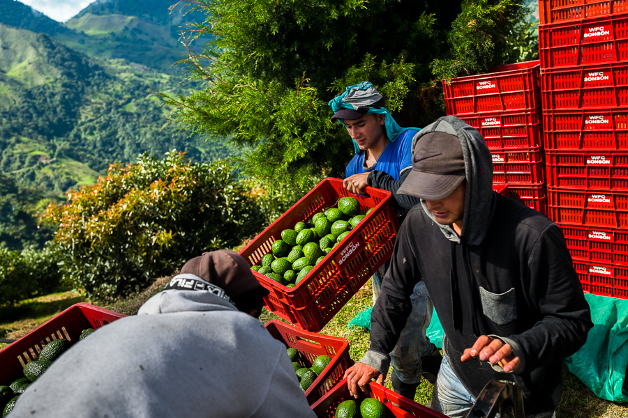 Colombian farm workers load a truck with crates of avocados during a harvest at a plantation near Sonsón, Antioquia department, Colombia
