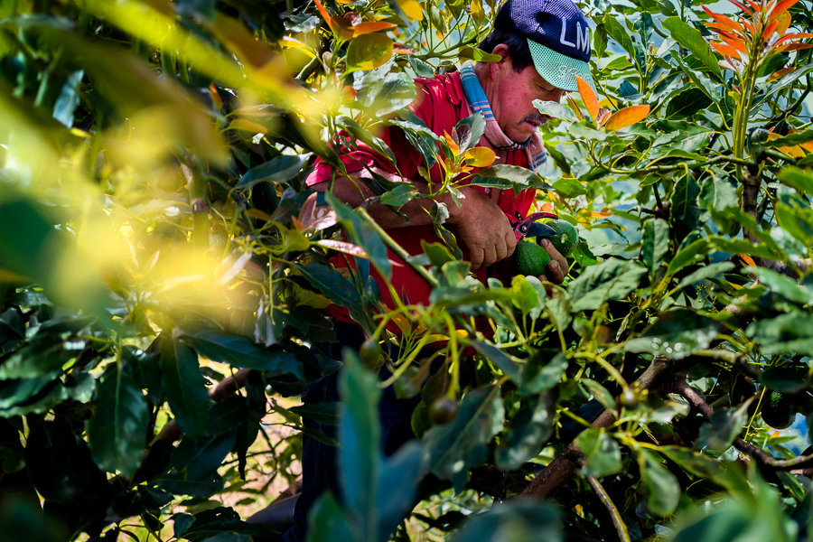 A Colombian farm worker cuts off the stem of an avocado fruit at a plantation near Sonsón, Antioquia department, Colombia.