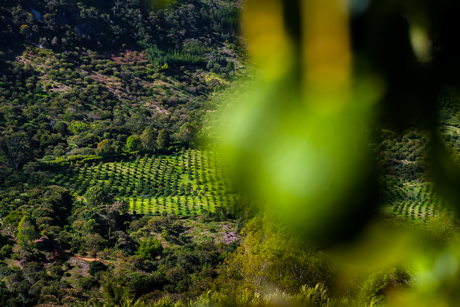 Avocado trees are seen growing at a plantation on the mountainside near Sonsón, Antioquia department, Colombia.