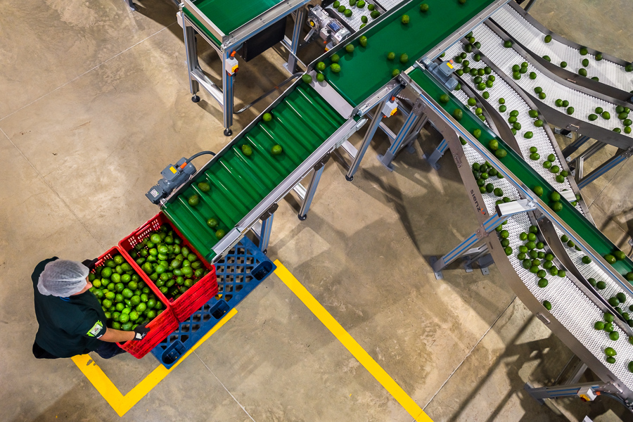 A Colombian worker holds a crate of avocados at a processing plant in Sonsón, Antioquia department, Colombia.