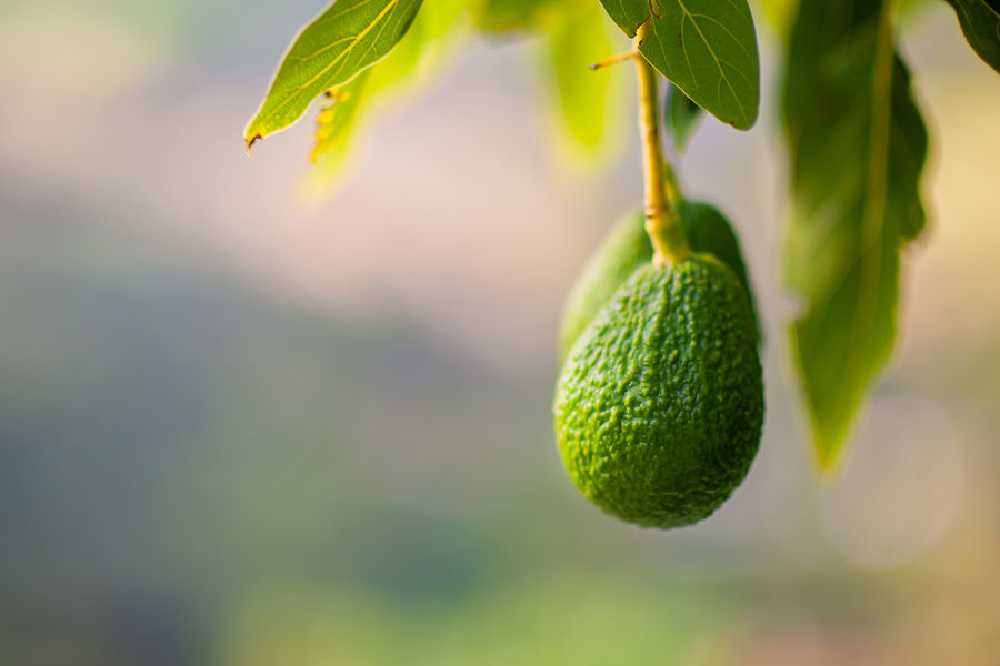 Avocados are seen growing on a tree at a farm near Sonsón, Antioquia department, Colombia.