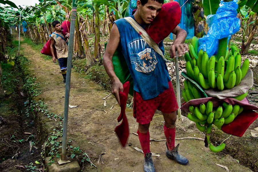 Due to no education and illiteracy the banana workers usually do not know what kind of chemical substances are working with and do not care about an efficient protection.