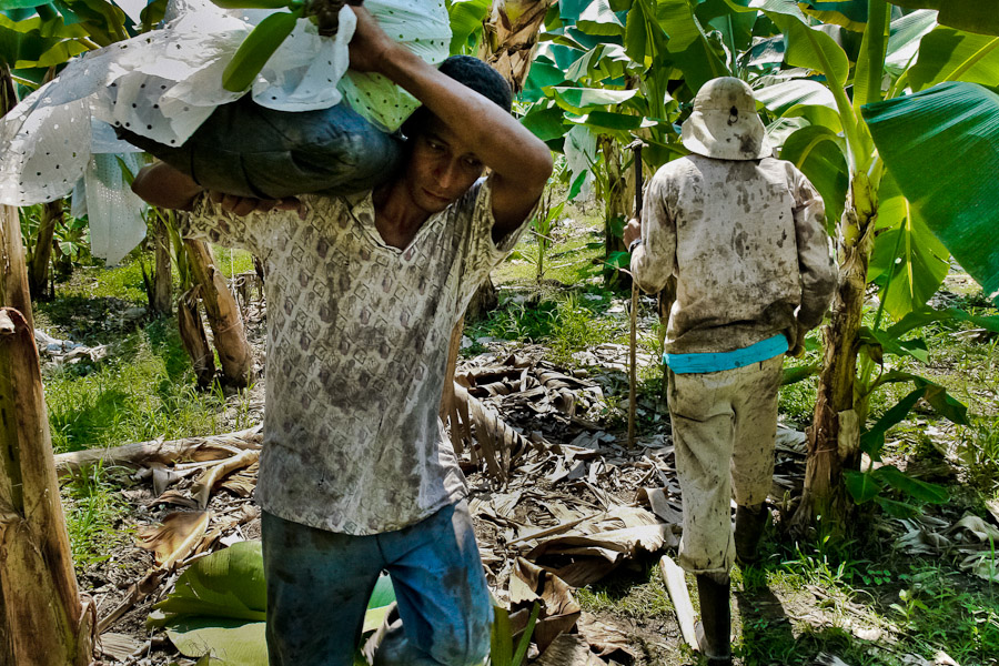 A banana harvest is done irregularly according to an order by a firm headquarters. The workers on the plantations are hired only on a three months contract basis.