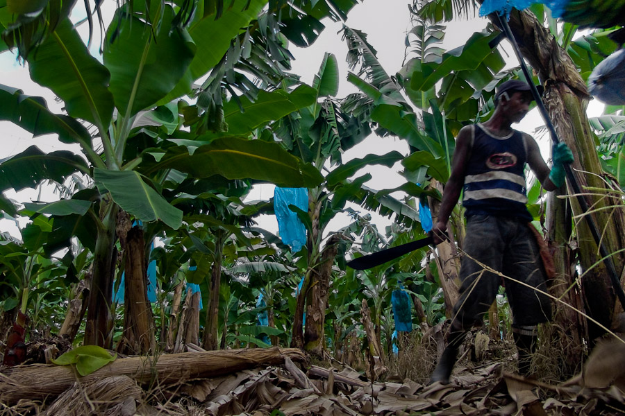 Pesticides used on the plantations in Latin America, as e.g. Paraquat (herbicide) and some phosphates, are forbidden in some European countries.