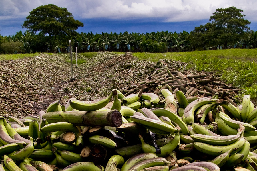 It has been estimated that about twenty percent of the whole banana harvest is thrown away with no use because the fruit does not meet the company standards to be sold in Europe and the US.