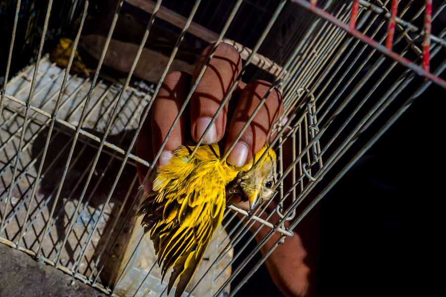 A canary bird is seen caught by a man’s hand in the birdcage before being sold on the market in Cartagena, Colombia.