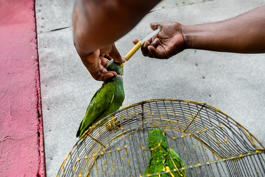 A Colombian bird vendor force-feeds an Amazon parrot, injecting liquid food into his beak, in the bird market in Cartagena, Colombia.