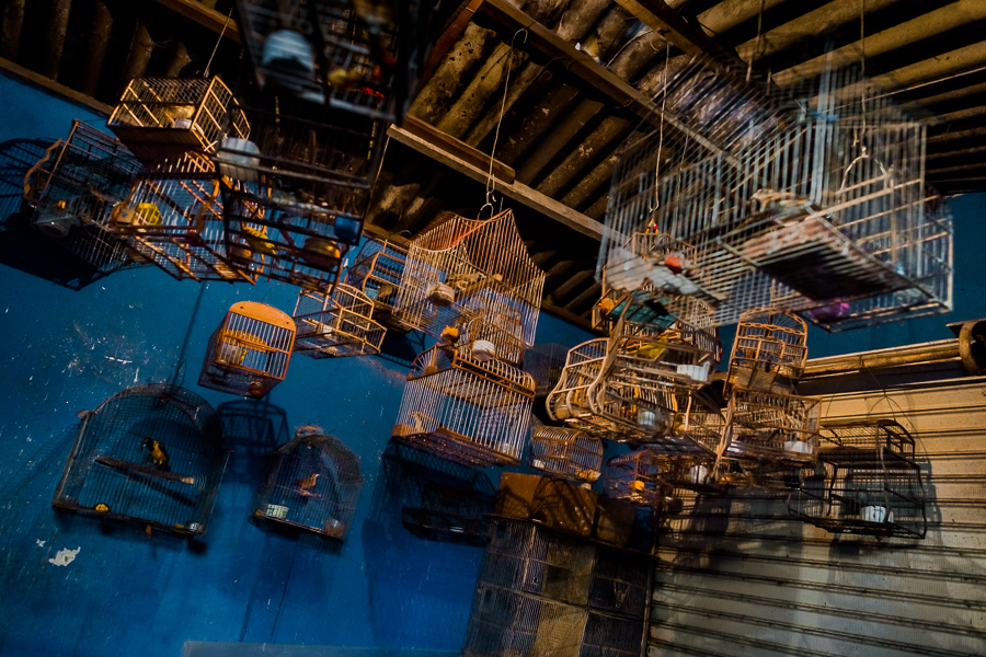 Dozens of of birdcages, with various birds inside, are seen hung in the bird market in Cartagena, Colombia.