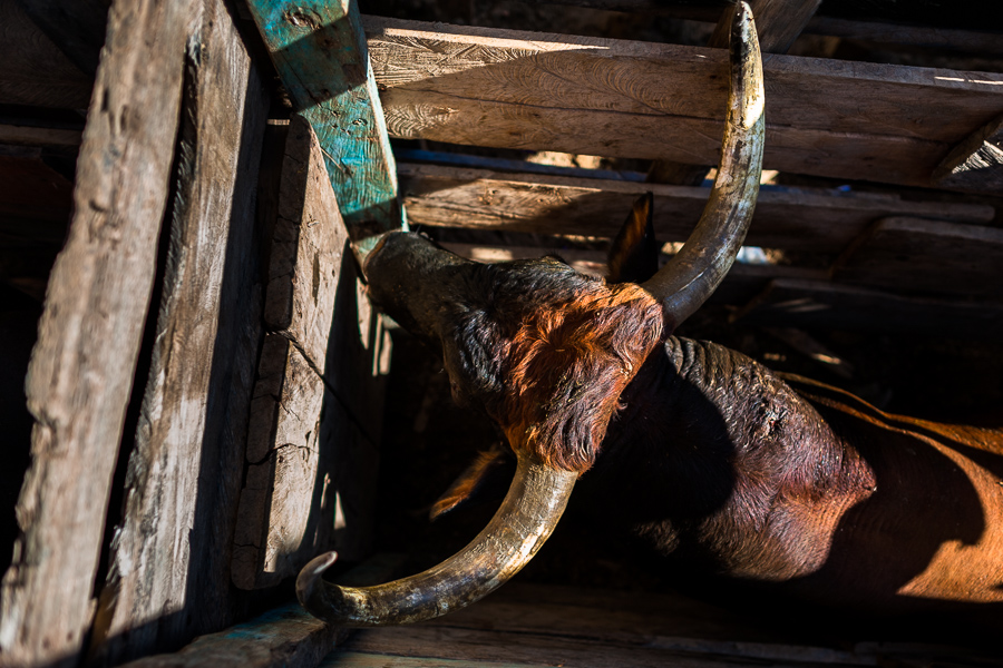 A bullfight bull, kept in a narrow corral, waits to be released into the arena of Corralejas, a rural bullfighting festival held in Soplaviento, Colombia.