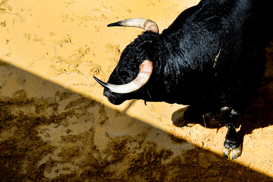 Corrida bull, special breed for spanish bullfighting event.