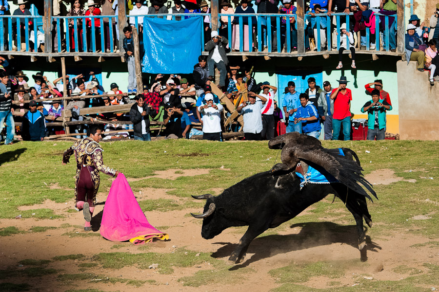 An Andean condor fights against a wild bull, while a bullfighter runs away, during the Yawar Fiesta held in the mountains of Apurímac, Peru.