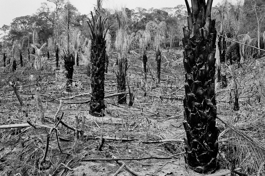 Settlers burn through the jungle to extend their farms and get profit from cow breeding.