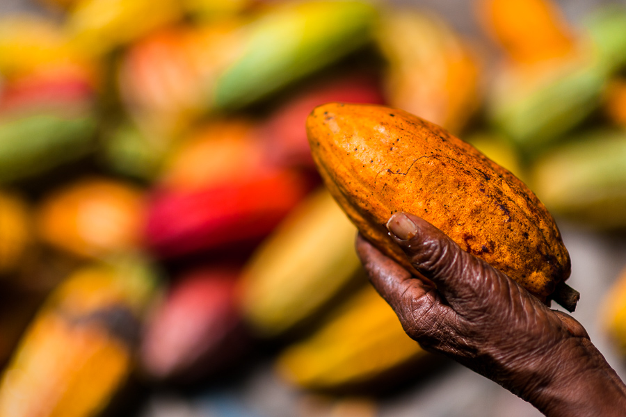 Colombian farmers in traditional cacao farms increase their cacao production and chocolate export.