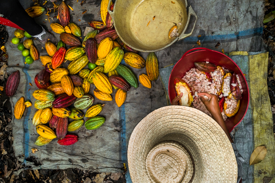 An Afro-Colombian farmer separates pulpy cacao seeds from a cacao pod during a harvest on a traditional cacao farm in Cuernavaca, Cauca, Colombia.