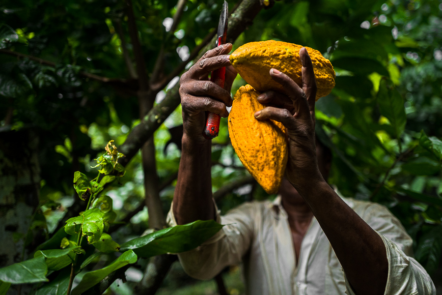 An Afro-Colombian farmer cuts cacao pods from a tree during a harvest on a traditional cacao farm in Cuernavaca, Cauca, Colombia.