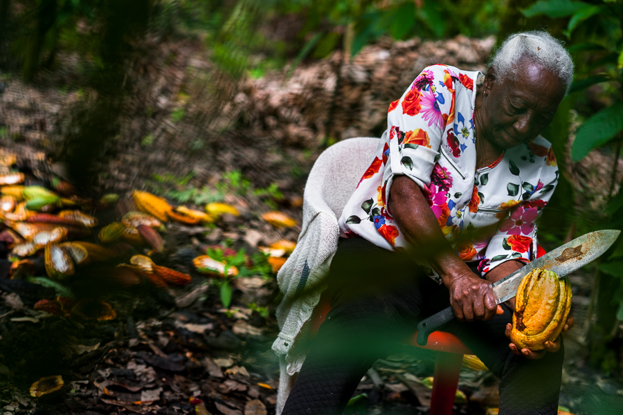 Betsabeth Alvarez, a 98-years-old Afro-Colombian farmer, opens a cacao pod with a machete during a harvest on a traditional cacao farm in Cuernavaca, Cauca, Colombia.